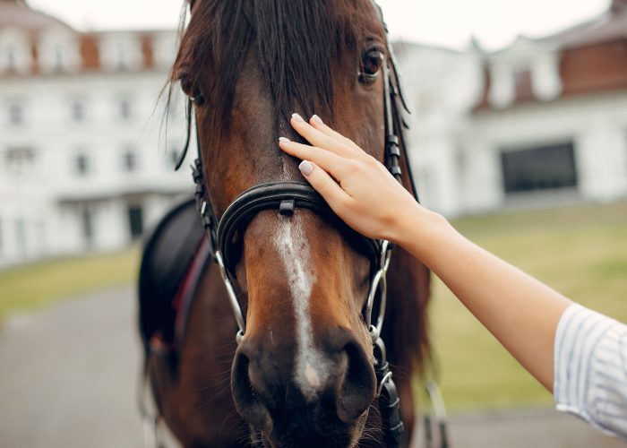 Woman standing with a horse. Lady in a white shirt