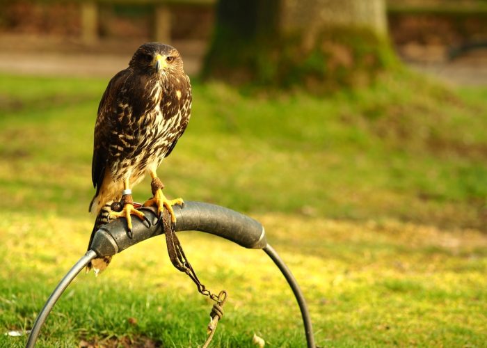 A wide angle shot of a black falcon standing on a piece of metal